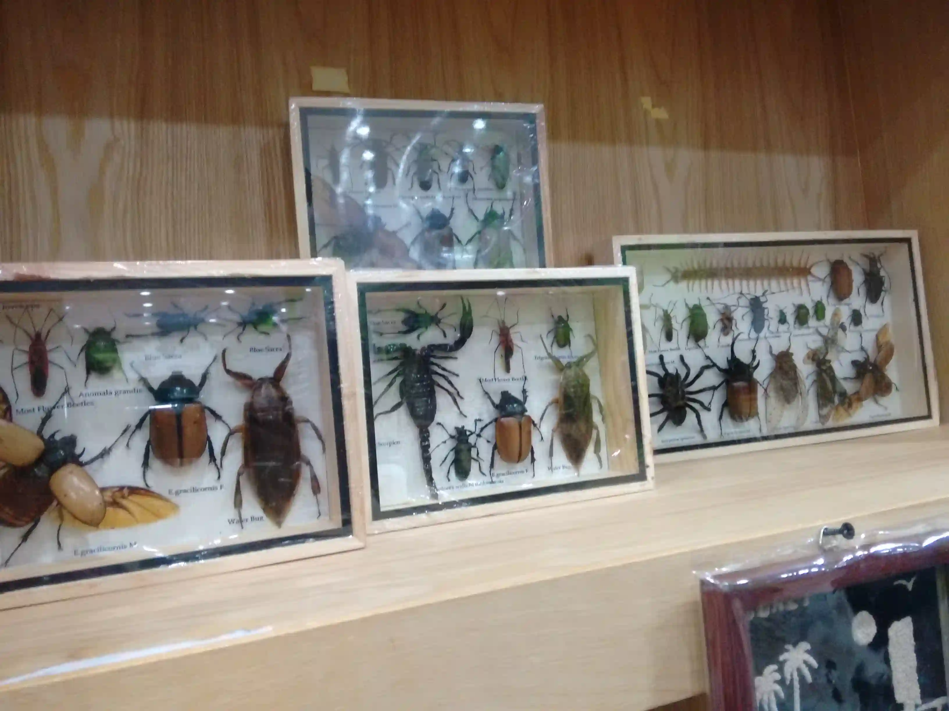 免税店-昆虫标本